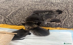 Mixed Breed cats for sale: Much loved and spoiled kittens  - Image 1