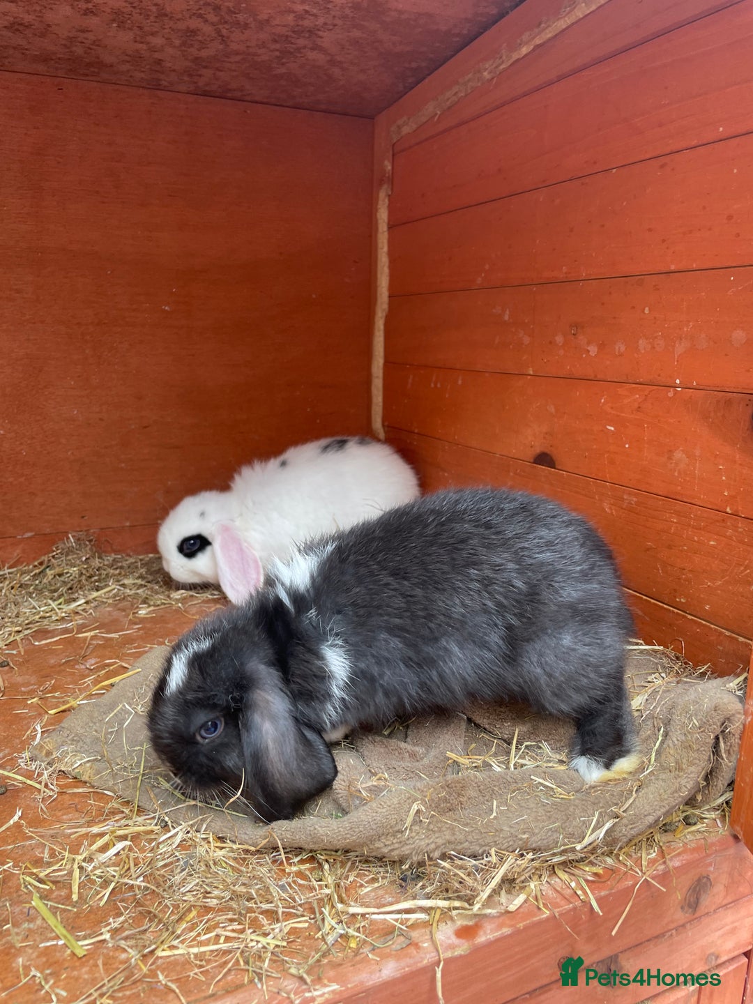 Mini Lop rabbits for sale: 5 mini lop eared Rabbits  - Image 2