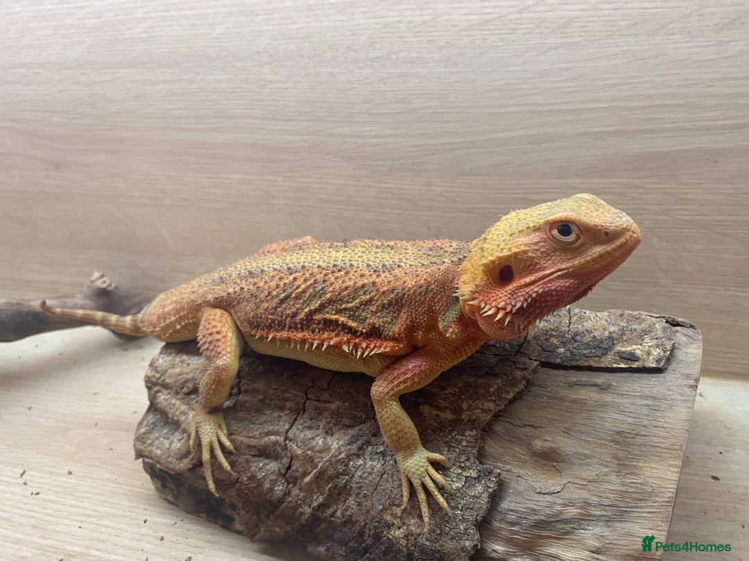 Bearded Dragon reptiles for sale: Female bearded dragon - Advert 2
