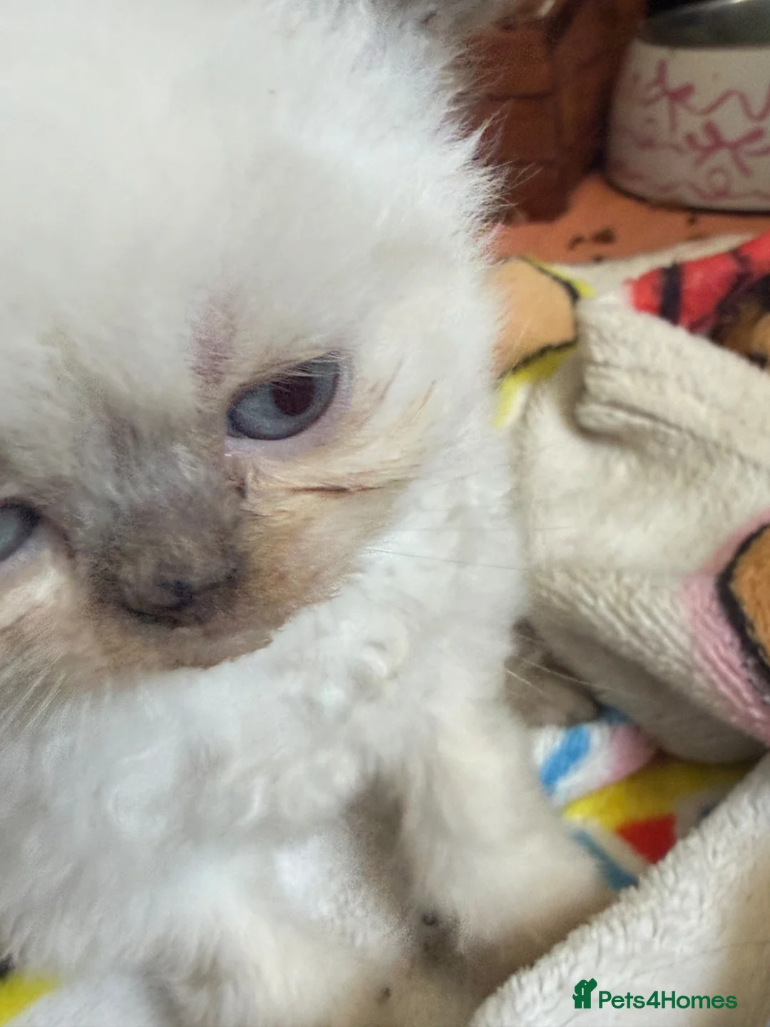 Persian cats for sale: Beautiful blue eyed  **  kittens in Bristol - Advert 2