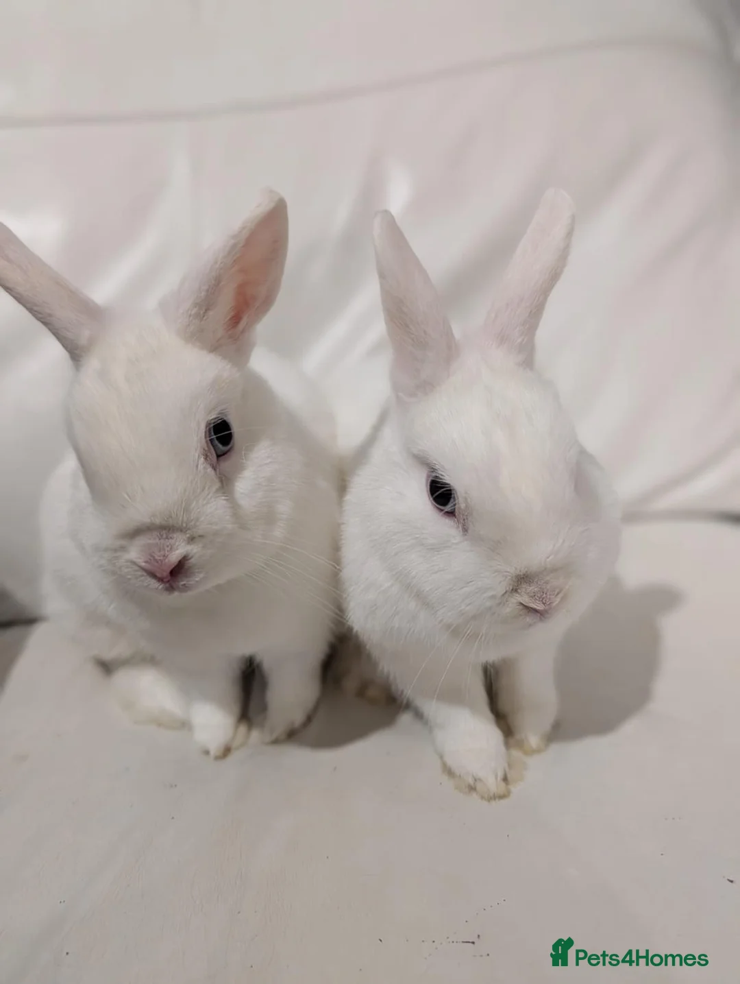 Netherland Dwarf rabbits for sale: Two Female Dwarf Rabbits - Advert 1