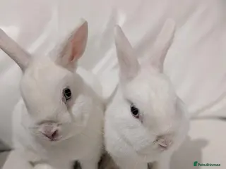 Netherland Dwarf rabbits Two Female Dwarf Rabbits - Advert 1