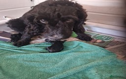 Cockapoo dogs for sale: VANASUZE SHOW TYPE F1b COCKAPOOS - Image 6
