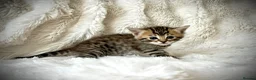 Mixed Breed cats for sale: 🐾 Beautiful Baby Kittens - Ragdoll x Bengal 🐾 - Advert 25
