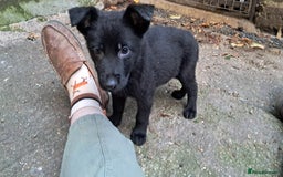 German Shepherd dogs for sale: KC reg German Shepherds, Loving family pups - Image 7