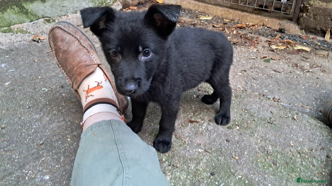German Shepherd dogs for sale: KC reg German Shepherds, Loving family pups - Image 7