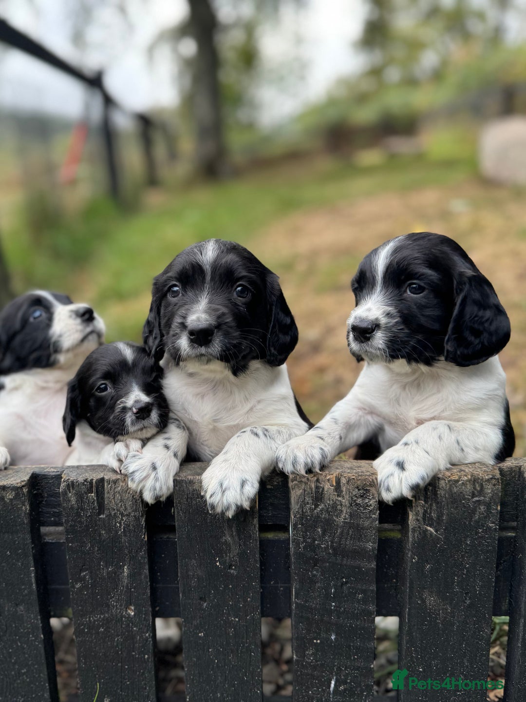 English Springer Spaniel dogs for sale: Springer Spaniel Puppies - Image 4