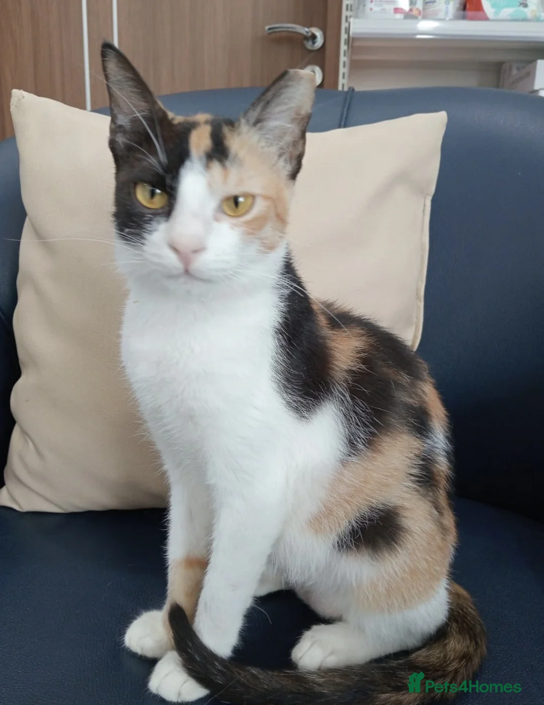 Arabian Mau cats for adoption: Patches - Advert 4