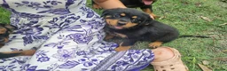 Rottweiler dogs for sale: Lovely well bred big bone pups in Wigston - Advert 7