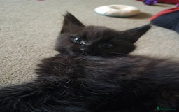 Mixed Breed cats for sale: Female Black Kittens - Image 5