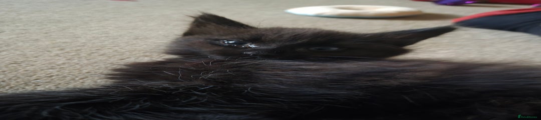 Female 1 long haired. 