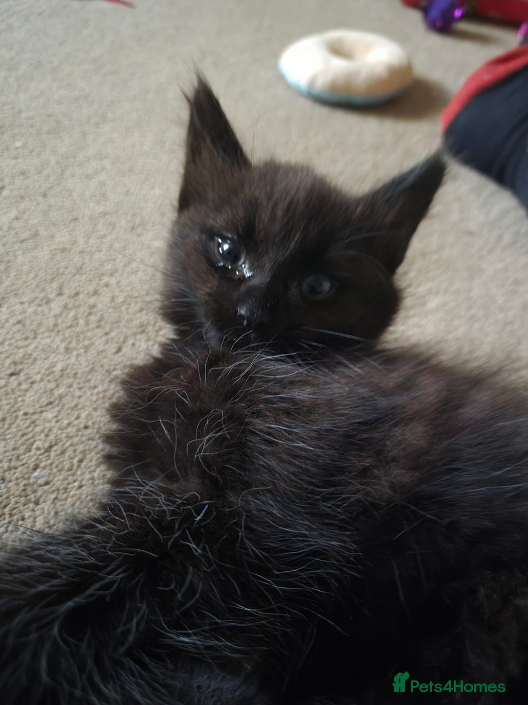 Mixed Breed cats for sale: Female Black Kittens - Image 5