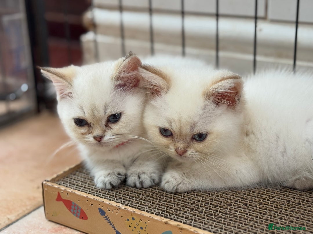 British Shorthair cats for sale: Champion sired Golden Colourpoint Kittens  - Image 7