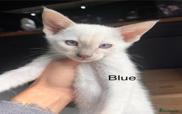 Siamese cats for sale: Human Toilet Trained! Exquisite Siamese Kittens - Image 36