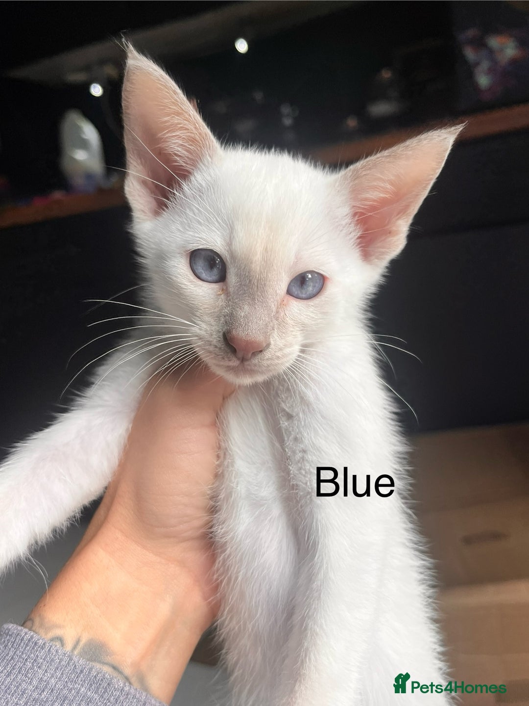 Siamese cats for sale: Human Toilet Trained! Exquisite Siamese Kittens - Image 36