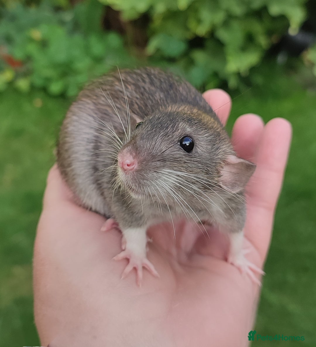 Rat rodents for sale: Agouti , cinnamon, blue and hooded Dumbo rats  - Image 10