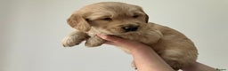 Golden Retriever dogs for sale: KC Registered Golden Retriever Male Ready  24/12 - Advert 4
