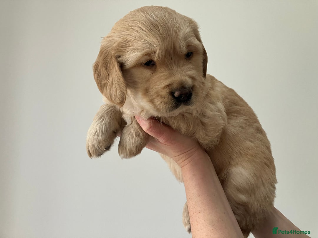 Golden Retriever dogs for sale: KC Registered Golden Retriever Male Ready  24/12 - Advert 4
