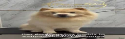 Chow Chow dogs for stud: 🦁 STUD DOG AVAILABLE — Proven Cream Chow Chow - Advert 4