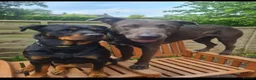 Mixed Breed dogs for sale: Large Crossbreed Puppies  in Keighley - Advert 8