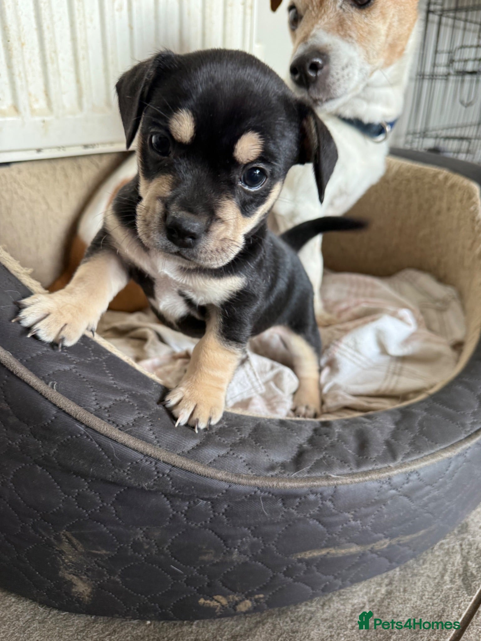 Mixed Breed dogs Male Black & Tan Jack Russell x Frenchie 9wks old - Advert 1