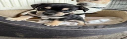 Mixed Breed dogs for sale: Male Black & Tan Jack Russell x Frenchie 9wks old in Peterborough - Advert 1