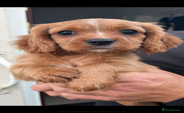 Cavalier King Charles Spaniel dogs - Advert 13