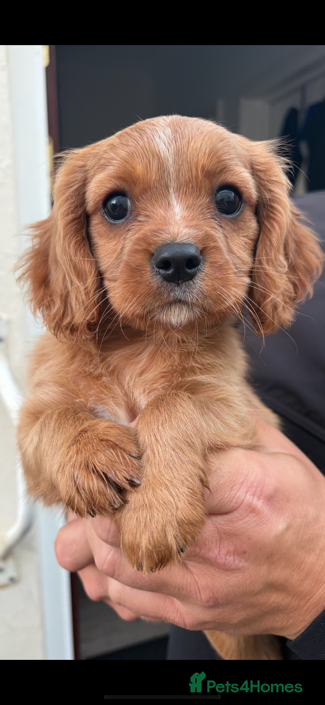 Cavalier King Charles Spaniel dogs for sale: 1 BOY LEFT**** Cavalier King Charles puppies - Image 1