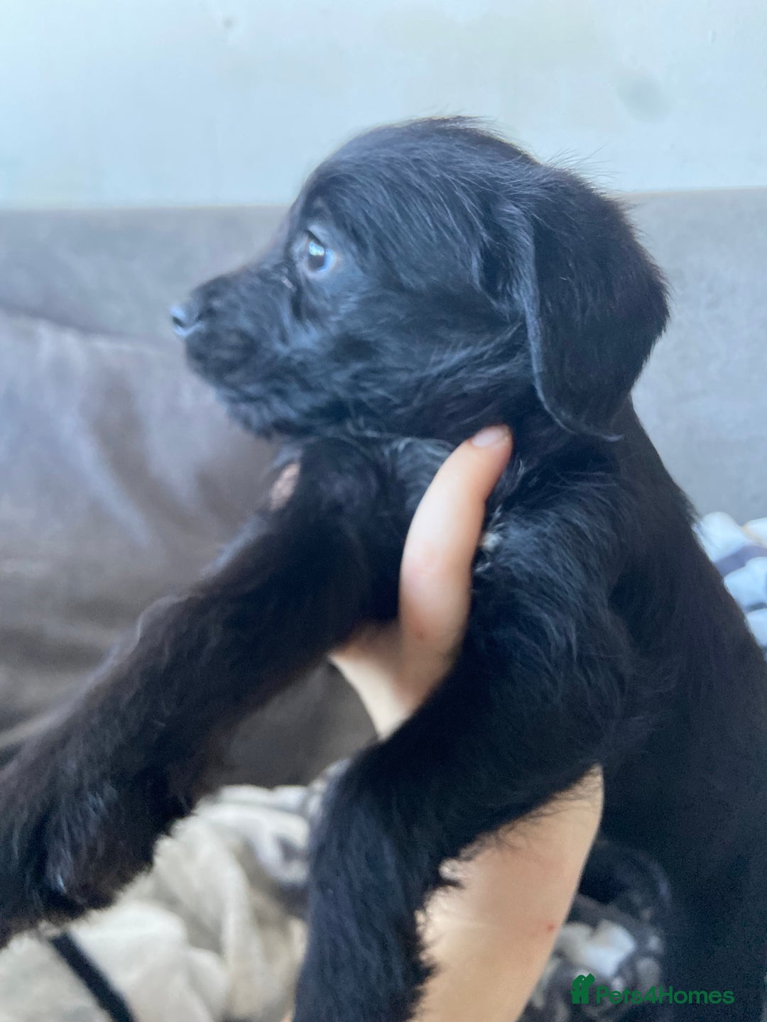 Patterjack dogs for sale: Patterjacks  - Advert 2