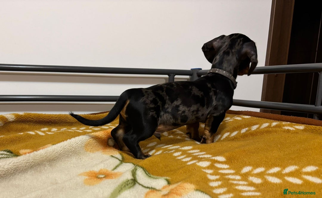 Miniature Dachshund dogs for sale: Miniature Dachshund KC last two girls  - Image 10