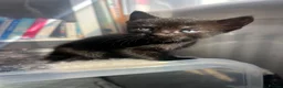 Mixed Breed cats for sale: Stunning Kittens for sale, super friendly - Advert 10