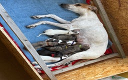 Lurcher dogs for sale: Litter of fabulous Lurchers - Image 1