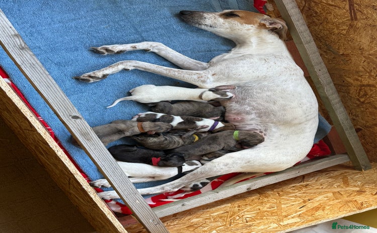 Lurcher dogs - Advert 1