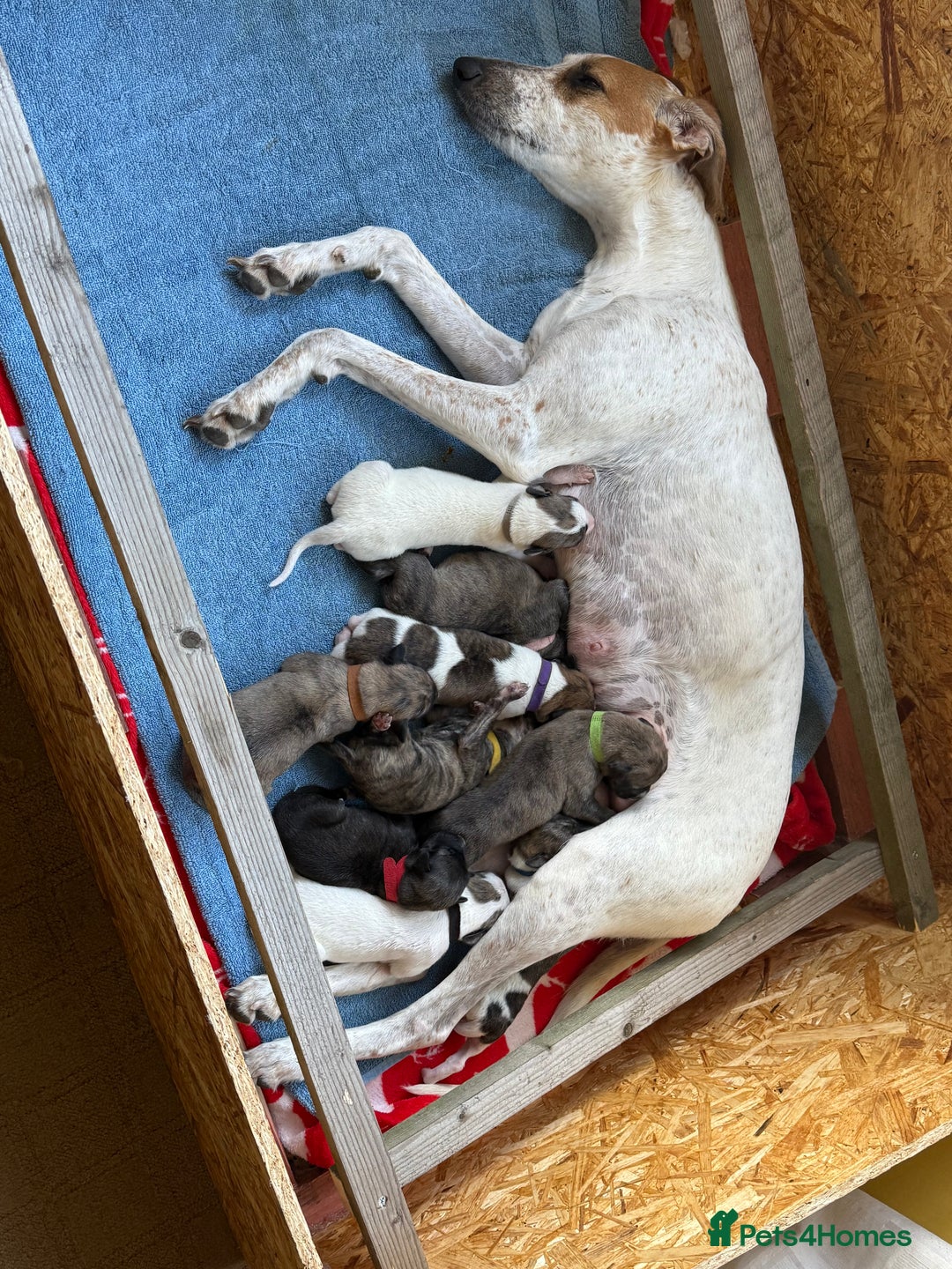 Lurcher dogs for sale: Litter of fabulous Lurchers - Image 1