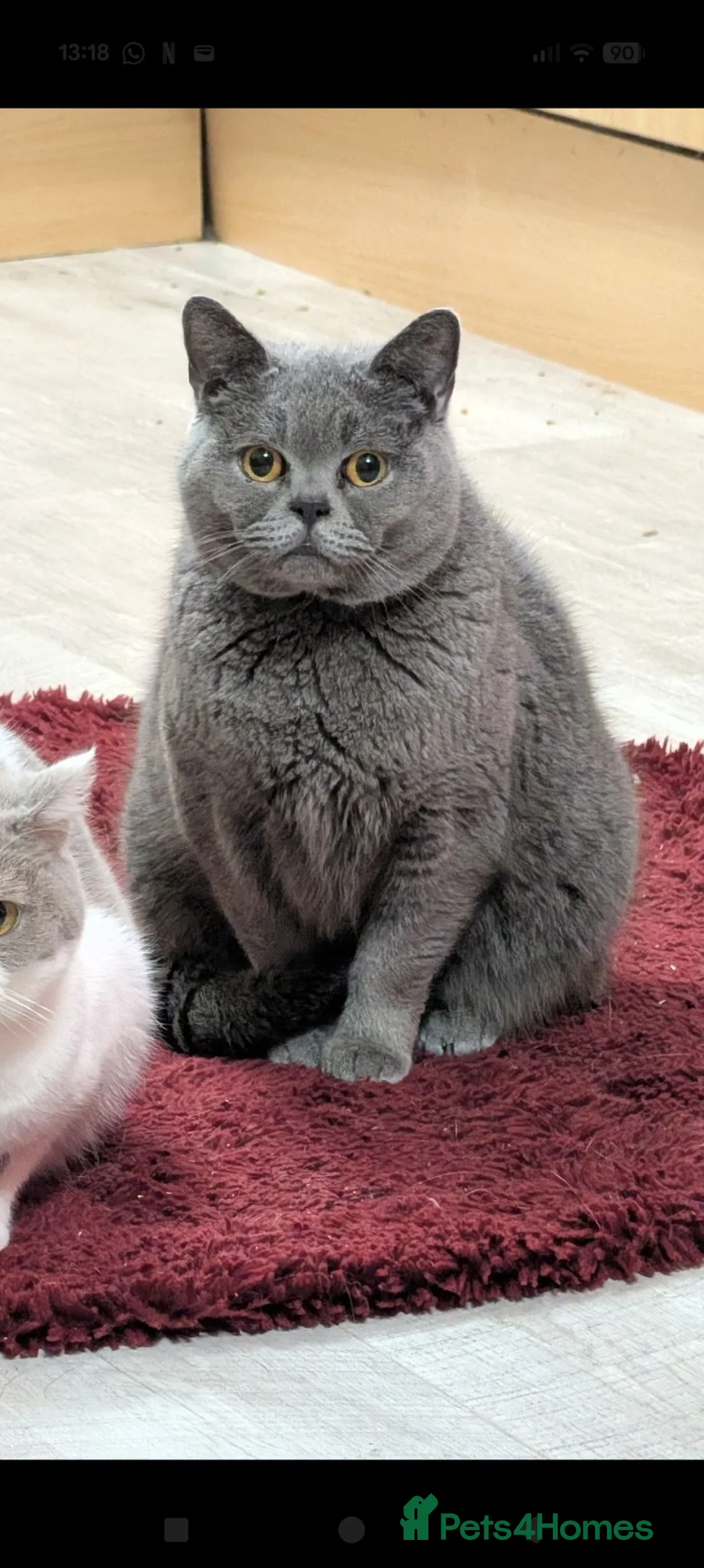British Shorthair cats for sale: Blue British Shorthaired kittens 😺🐾 - Advert 5