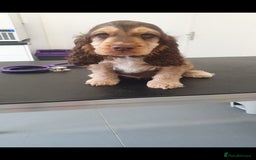 Cocker Spaniel dogs for stud: Chocolate Roan stud - Image 13
