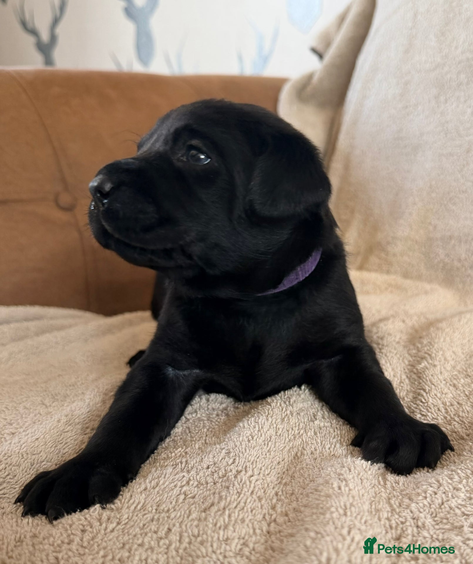 Labrador Retriever dogs for sale: stunning working line labrador retriever puppies - Advert 4