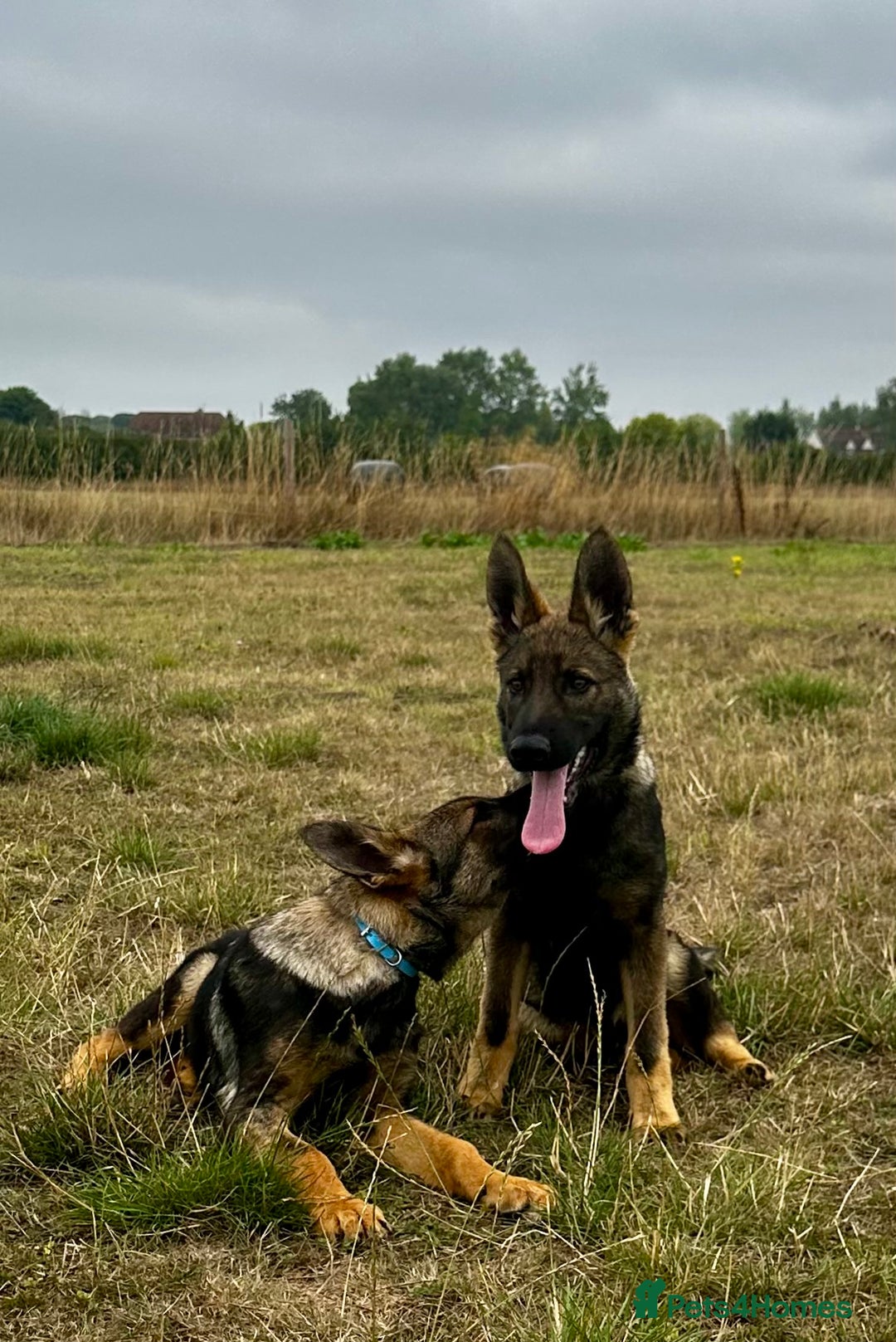 German Shepherd dogs for sale: Awesome Male Kennel Club Reg’d GSD Pup in Sturminster Newton - Image 23