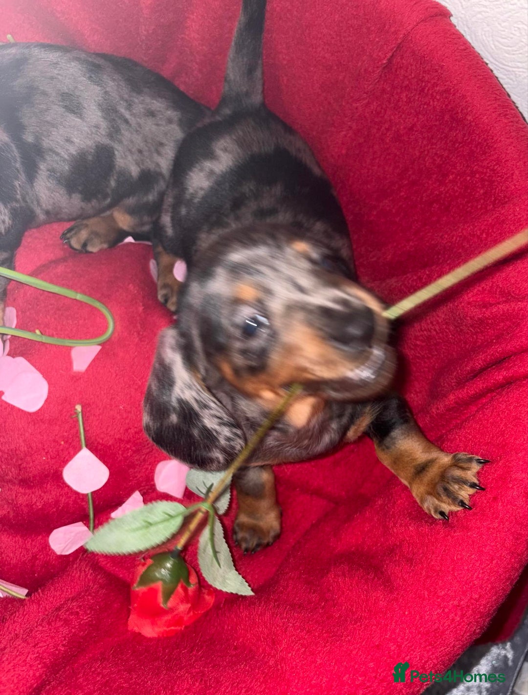 Dachshund dogs for sale: Beautiful dachshund puppy  - Advert 11