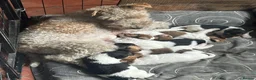 Fox Terrier dogs for sale: Pedigree Wire Haired Fox Terrier puppies for sale - Advert 4
