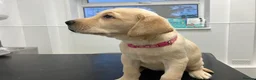 Labrador Retriever dogs for sale: Gorgeous Labrador puppies for sale - Advert 26