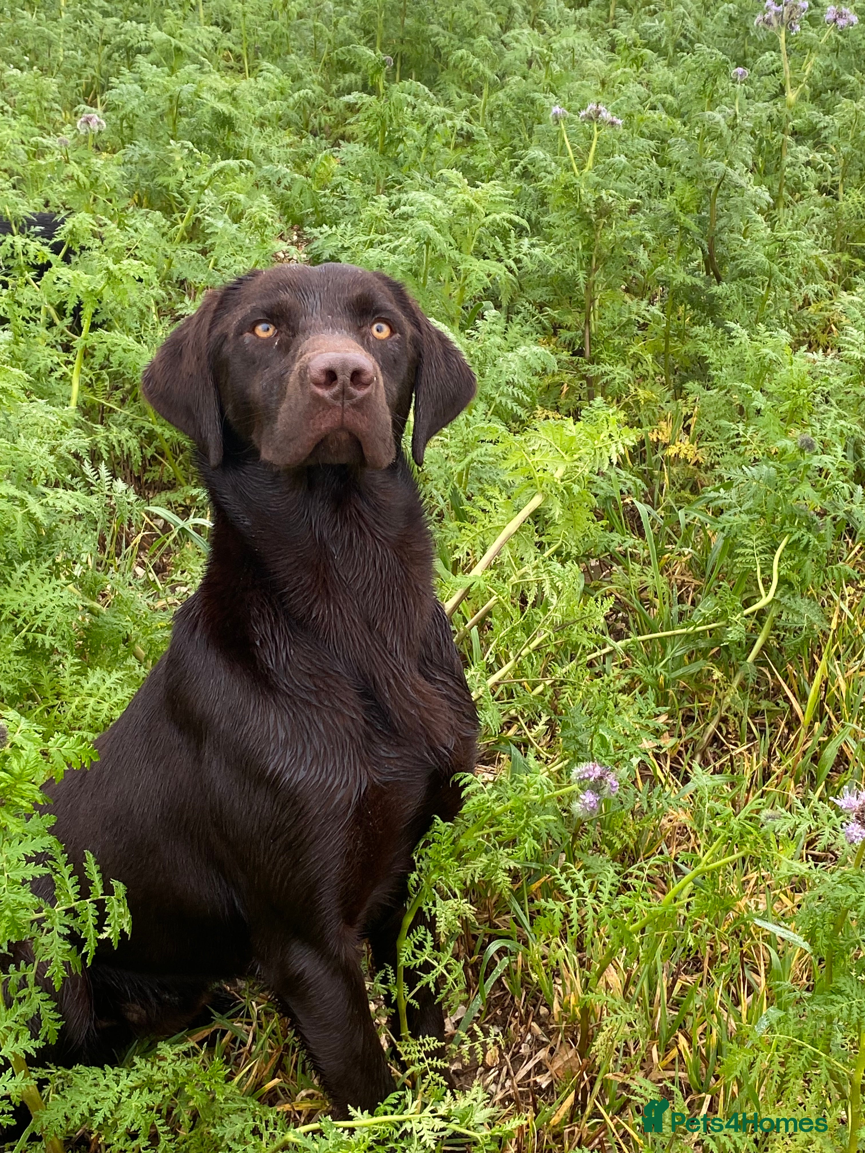 Labrador Retriever dogs Perfect 0/0 Hips + 0 Elbows Chocolate Labrador in York - Advert 8