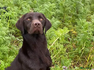 Labrador Retriever dogs Perfect 0/0 Hips + 0 Elbows Chocolate Labrador in York - Advert 6