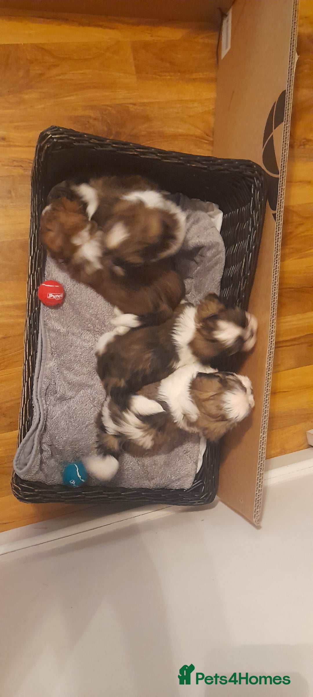Shih Tzu dogs for sale: 3 Shih-tzu boys looking for forever home - Advert 3