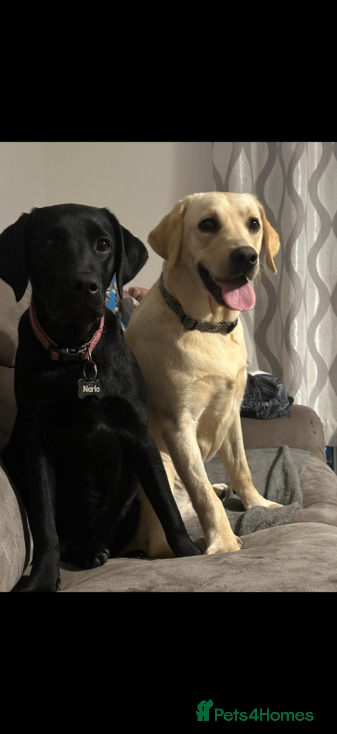 Labrador Retriever dogs for sale: Beautiful Pure Labrador Puppies –5 Available  - Advert 11