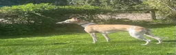 Whippet dogs for sale: Beautiful KC Whippet Puppies - Advert 13