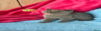 British Shorthair Kitten 4