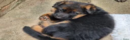 German Shepherd dogs for sale: Beautiful German shepherd puppies 1 left - Advert 9