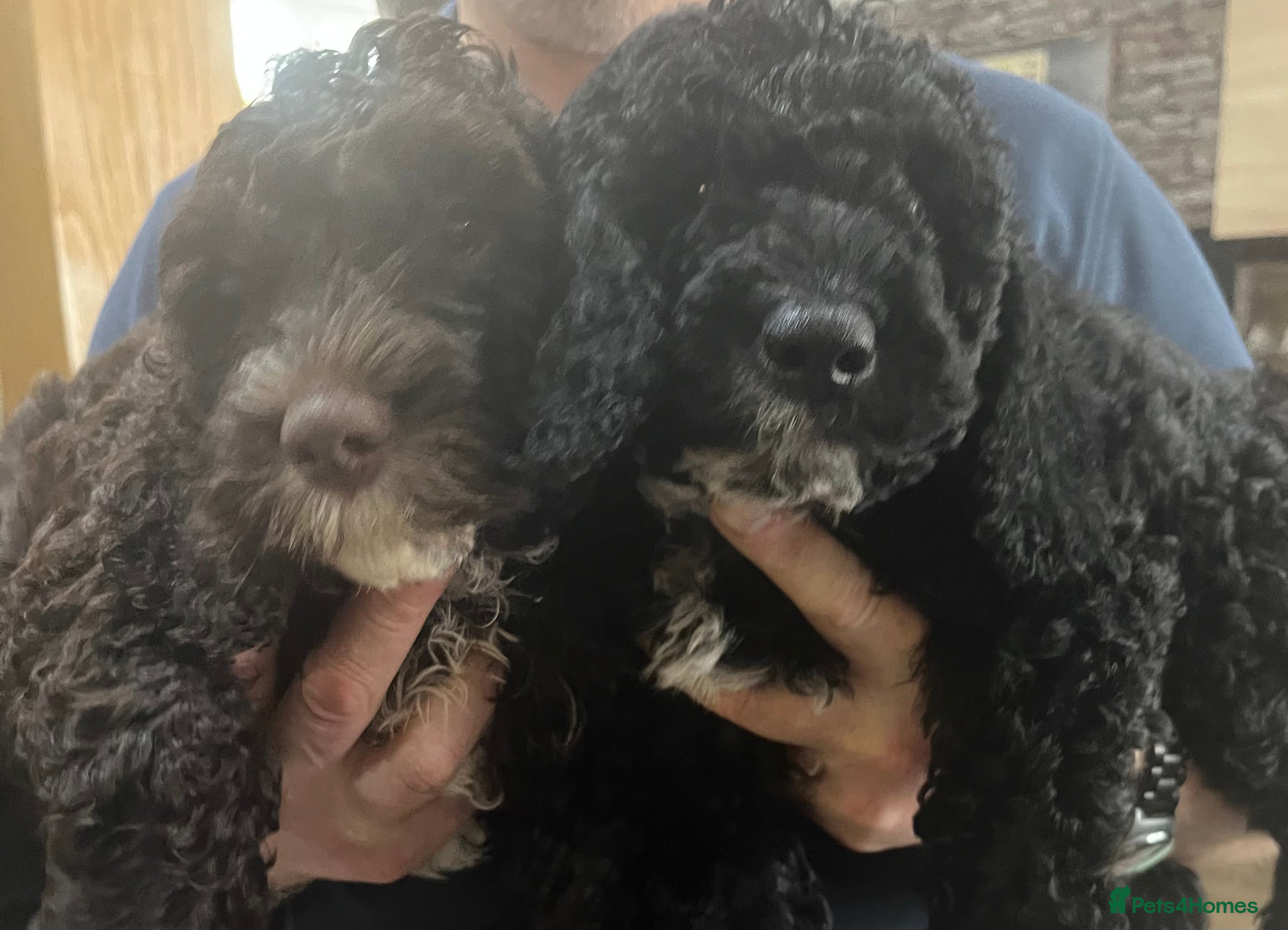 Cockapoo dogs LAST 2 beautiful F1b cockapoo puppies left! - Advert 10