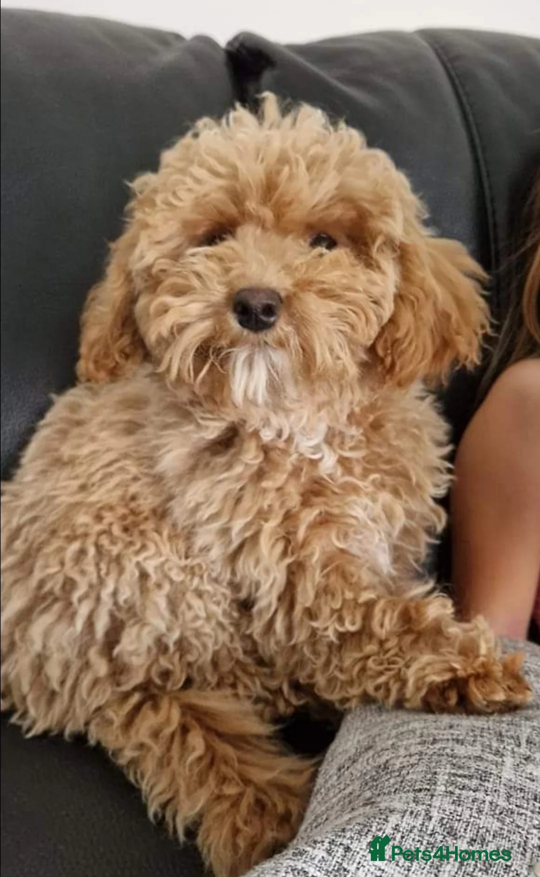 Miniature Poodle dogs for stud: Stunning Red Poodle for Stud in Motherwell - Advert 32